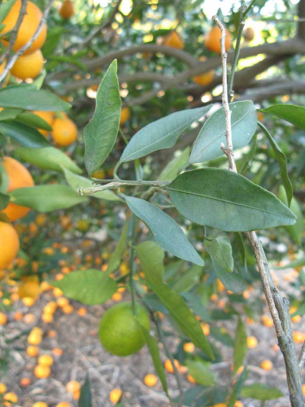            Shade leaves (Winter Haven, FL)   